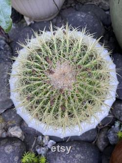 Indoor cactus-Golden Barrel Cactus