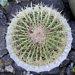 Indoor Cactus-golden Barrel Cactus