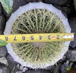 Indoor cactus-Golden Barrel Cactus