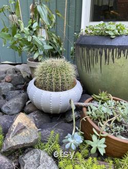 Indoor cactus-Golden Barrel Cactus