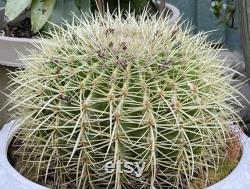 Indoor cactus-Golden Barrel Cactus