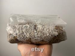 Injection Port I Sterile Organic Rye Grain Bag I mushroom spawn I XL 1 kg 1.8l I