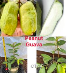 Its fruitting. Rare Guava . Oi Thailand peanuts shape . Seedless. Crunchy and sweet. One year Air layering tree. Strongly roots .