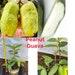 Its Fruitting. Rare Guava . Oi Thailand Peanuts Shape . Seedless. Crunchy And Sweet. One Year Air Layering Tree. Strongly Roots .