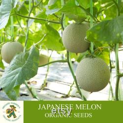 Japanese Melon Organic Seeds, 30 Count Japanese Melon Seeds, Home Gardening, High Germination, For Gardening and Potting, Non-GMO Heirloom
