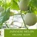 Japanese Melon Organic Seeds, 30 Count Japanese Melon Seeds, Home Gardening, High Germination, For Gardening And Potting, Non-gmo Heirloom