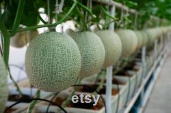 Japanese Melon Organic Seeds, 30 Count Japanese Melon Seeds, Home Gardening, High Germination, For Gardening and Potting, Non-GMO Heirloom