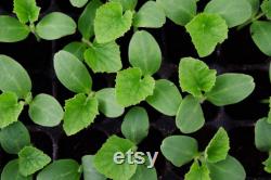 Japanese Melon Organic Seeds, 30 Count Japanese Melon Seeds, Home Gardening, High Germination, For Gardening and Potting, Non-GMO Heirloom