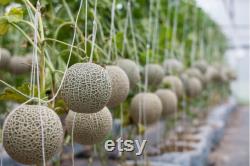 Japanese Melon Organic Seeds, 30 Count Japanese Melon Seeds, Home Gardening, High Germination, For Gardening and Potting, Non-GMO Heirloom