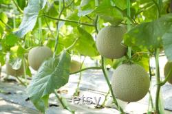 Japanese Melon Organic Seeds, 30 Count Japanese Melon Seeds, Home Gardening, High Germination, For Gardening and Potting, Non-GMO Heirloom