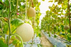 Japanese Melon Organic Seeds, 30 Count Japanese Melon Seeds, Home Gardening, High Germination, For Gardening and Potting, Non-GMO Heirloom
