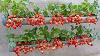 Just 1 Water Pipe You Can Grow Super Fruit Hanging Strawberries