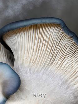 King Blue Oyster Mushroom Liquid Culture, Pleurotus ostreatus