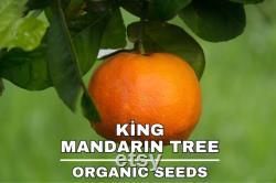 King Mandarin Tree Organic Seeds, 10 Count King Mandarin Tree Seeds, Plant Seeds for the Garden and Pot, Non-GMO Heirloom, DIY Garden Seeds