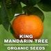 King Mandarin Tree Organic Seeds, 10 Count King Mandarin Tree Seeds, Plant Seeds For The Garden And Pot, Non-gmo Heirloom, Diy Garden Seeds