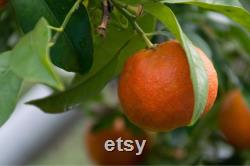King Mandarin Tree Organic Seeds, 10 Count King Mandarin Tree Seeds, Plant Seeds for the Garden and Pot, Non-GMO Heirloom, DIY Garden Seeds