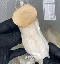 King Oyster Mushroom Liquid Culture