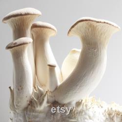 King Oyster Mushroom (Pleurotus eryngii) Liquid Culture
