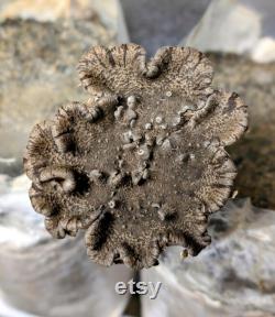 King Tuber Mushroom Liquid Culture Pleurotus tuberregium