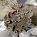 King Tuber Mushroom Liquid Culture Pleurotus Tuberregium