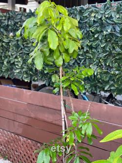Kohala longan fruits tree