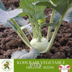 Kohlrabi Organic Seeds, 10 Count Kohlrabi Vegetable Seed, Kohlrabi Plant for Pot and Garden, Non-GMO Heirloom, Open Pollination