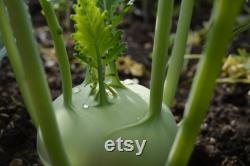 Kohlrabi Organic Seeds, 10 Count Kohlrabi Vegetable Seed, Kohlrabi Plant for Pot and Garden, Non-GMO Heirloom, Open Pollination