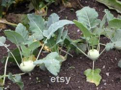 Kohlrabi Organic Seeds, 10 Count Kohlrabi Vegetable Seed, Kohlrabi Plant for Pot and Garden, Non-GMO Heirloom, Open Pollination