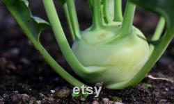 Kohlrabi Organic Seeds, 10 Count Kohlrabi Vegetable Seed, Kohlrabi Plant for Pot and Garden, Non-GMO Heirloom, Open Pollination