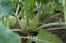 Kohlrabi Organic Seeds, 10 Count Kohlrabi Vegetable Seed, Kohlrabi Plant for Pot and Garden, Non-GMO Heirloom, Open Pollination
