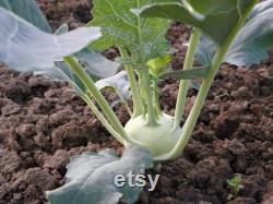 Kohlrabi Organic Seeds, 10 Count Kohlrabi Vegetable Seed, Kohlrabi Plant for Pot and Garden, Non-GMO Heirloom, Open Pollination