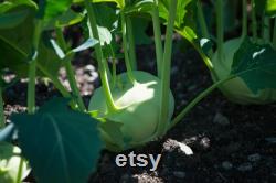 Kohlrabi Organic Seeds, 10 Count Kohlrabi Vegetable Seed, Kohlrabi Plant for Pot and Garden, Non-GMO Heirloom, Open Pollination