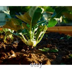 Kohlrabi Organic Seeds, 10 Count Kohlrabi Vegetable Seed, Kohlrabi Plant for Pot and Garden, Non-GMO Heirloom, Open Pollination