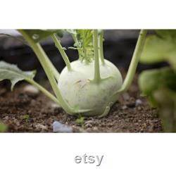 Kohlrabi Organic Seeds, 10 Count Kohlrabi Vegetable Seed, Kohlrabi Plant for Pot and Garden, Non-GMO Heirloom, Open Pollination