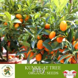 Kumquat Tree Organic Seeds, 5 Count Kumquat Tree Seed, Kumquat Plant Seeds for Pot and Garden, Non-GMO Heirloom, Open Pollination