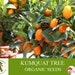 Kumquat Tree Organic Seeds, 5 Count Kumquat Tree Seed, Kumquat Plant Seeds For Pot And Garden, Non-gmo Heirloom, Open Pollination