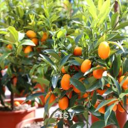 Kumquat Tree Organic Seeds, 5 Count Kumquat Tree Seed, Kumquat Plant Seeds for Pot and Garden, Non-GMO Heirloom, Open Pollination