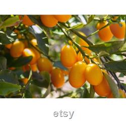 Kumquat Tree Organic Seeds, 5 Count Kumquat Tree Seed, Kumquat Plant Seeds for Pot and Garden, Non-GMO Heirloom, Open Pollination