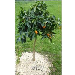 Kumquat Tree Organic Seeds, 5 Count Kumquat Tree Seed, Kumquat Plant Seeds for Pot and Garden, Non-GMO Heirloom, Open Pollination