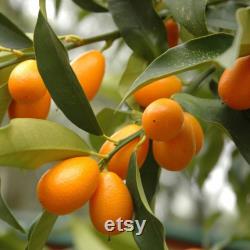 Kumquat Tree Organic Seeds, 5 Count Kumquat Tree Seed, Kumquat Plant Seeds for Pot and Garden, Non-GMO Heirloom, Open Pollination