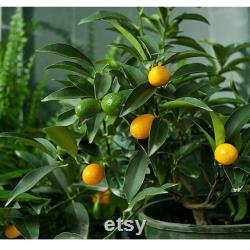 Kumquat Tree Organic Seeds, 5 Count Kumquat Tree Seed, Kumquat Plant Seeds for Pot and Garden, Non-GMO Heirloom, Open Pollination