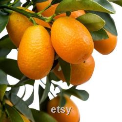 Kumquat Tree Organic Seeds, 5 Count Kumquat Tree Seed, Kumquat Plant Seeds for Pot and Garden, Non-GMO Heirloom, Open Pollination