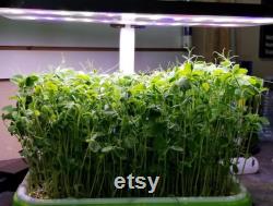 LED Automated Light System for Home Microgreen Growers