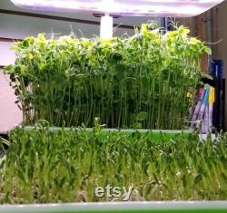 LED Automated Light System for Home Microgreen Growers