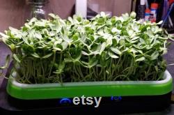 LED Automated Light System for Home Microgreen Growers