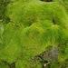 Live Moss, 3 Cubic Feet, Bulk Pin Cushion Moss, Reptile Substrate, Pillow Moss, Fairy Garden Decor, Gardening, Plush Moss, Gnome Home, Lizar