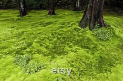 LIVE MOSS, 3 cubic feet, bulk pin cushion moss, reptile substrate, pillow moss, fairy garden decor, gardening, plush moss, gnome home, lizar