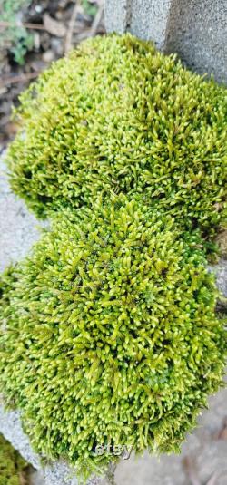 LIVE MOSS, 3 cubic feet, bulk pin cushion moss, reptile substrate, pillow moss, fairy garden decor, gardening, plush moss, gnome home, lizar