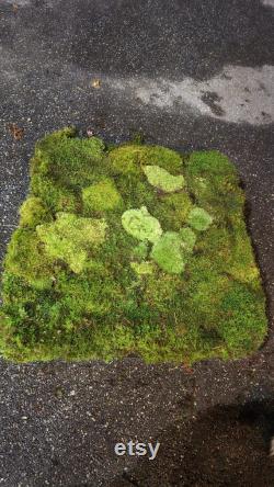 LIVE MOSS, 3 cubic feet, bulk pin cushion moss, reptile substrate, pillow moss, fairy garden decor, gardening, plush moss, gnome home, lizar