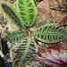 Labisia Turtleback Purple